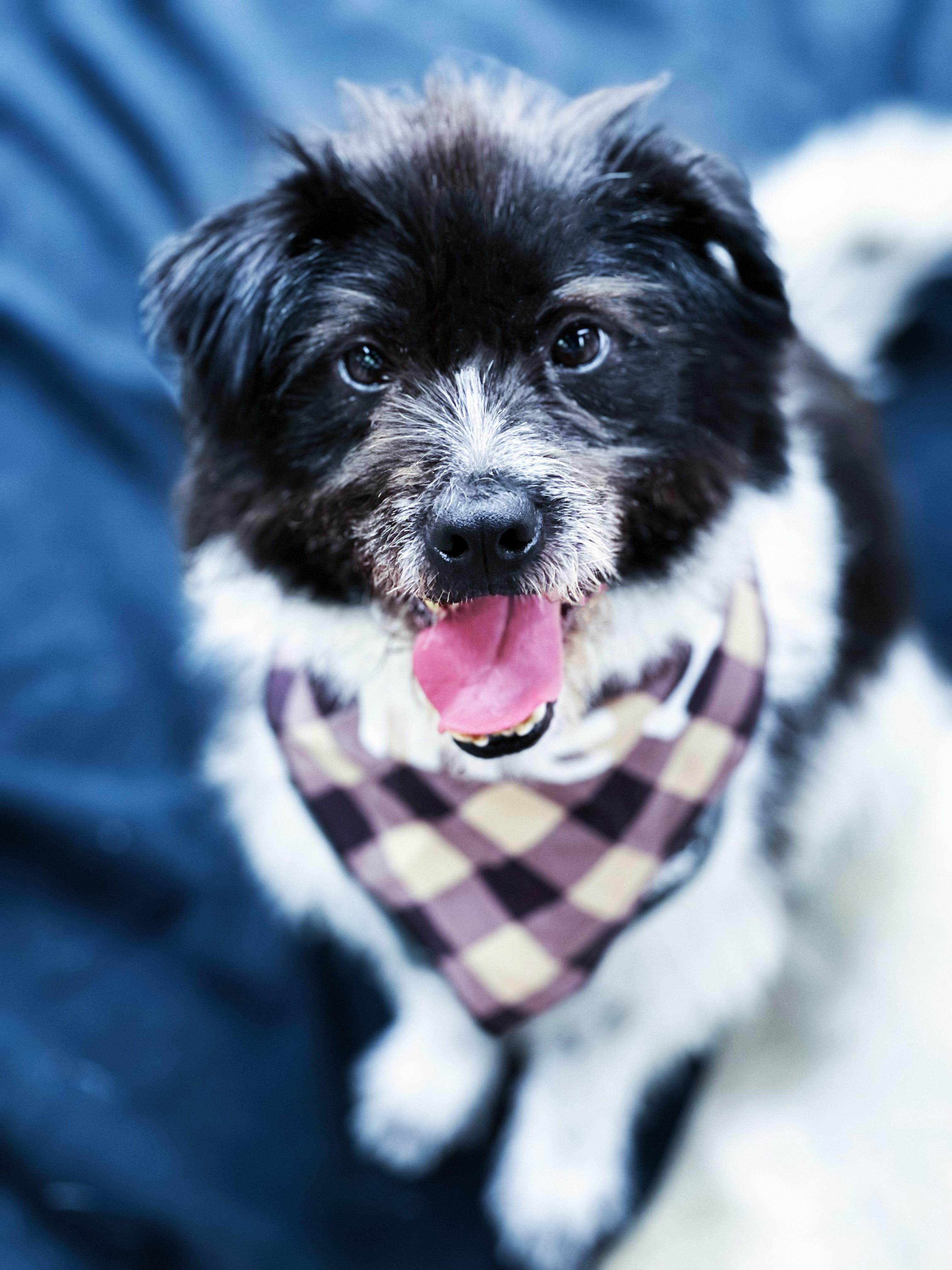 Oreo/Dian Dian, an adoptable Munsterlander in West Hollywood, CA, 90069 | Photo Image 3