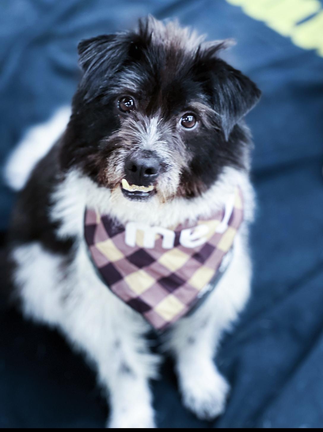 Oreo/Dian Dian, a Adoptable Munsterlander in West Hollywood, CA image 3/4