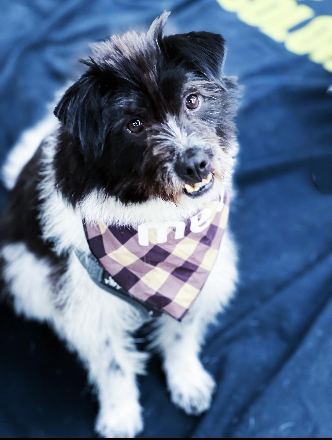 Oreo/Dian Dian, a Adoptable Munsterlander in West Hollywood, CA image 4/4