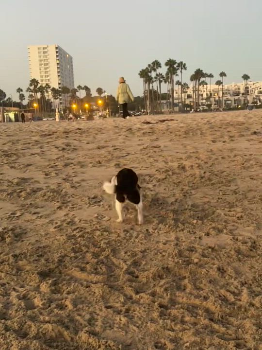 Enlarge Oreo/Dian Dian, a Adoptable mixed breed in West Hollywood, CA video 5/6