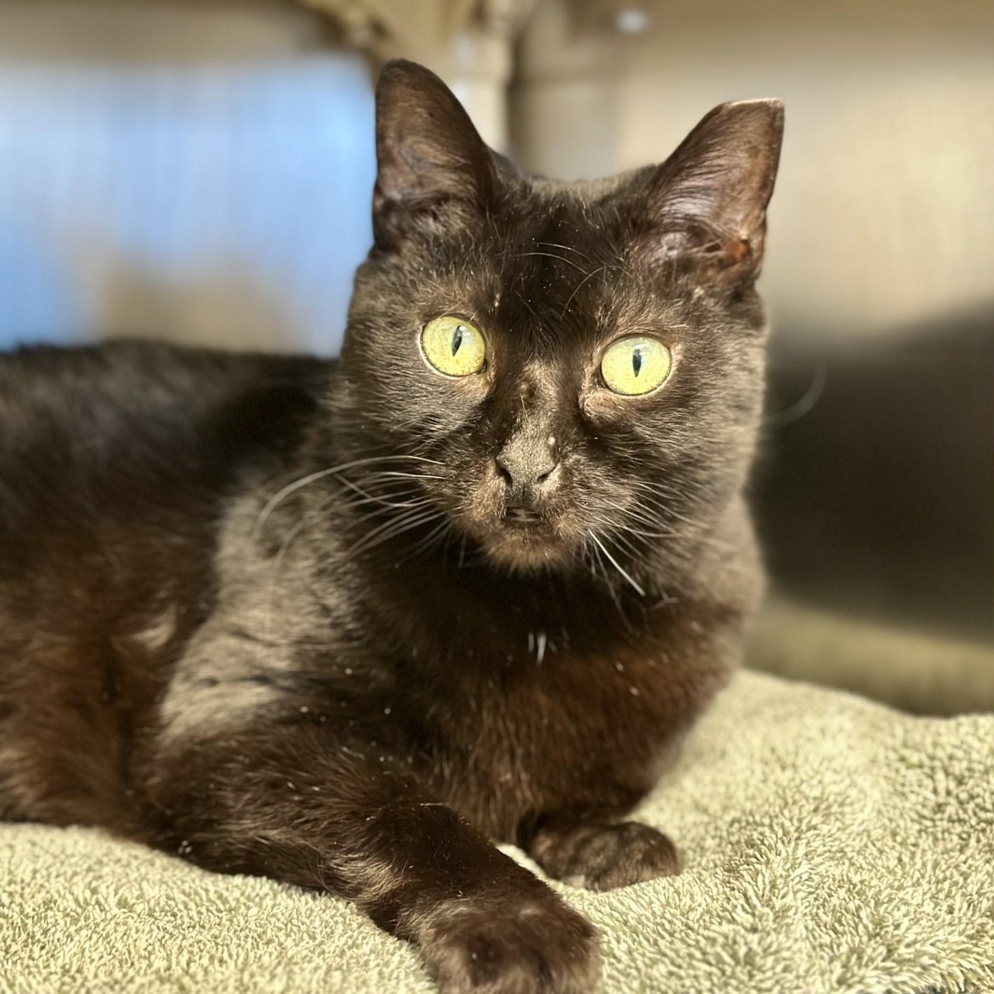 Enlarge Cora , a ADOPTABLE Domestic Short Hair in Manahawkin, NJ image 2/2