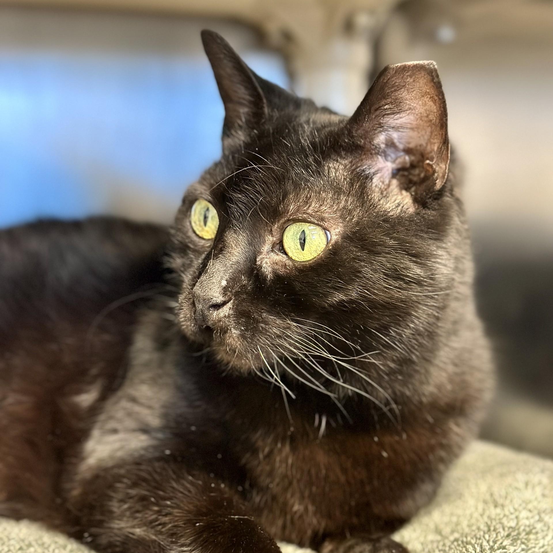 Cora , ADOPTABLE, Adult Female Domestic Short Hair.