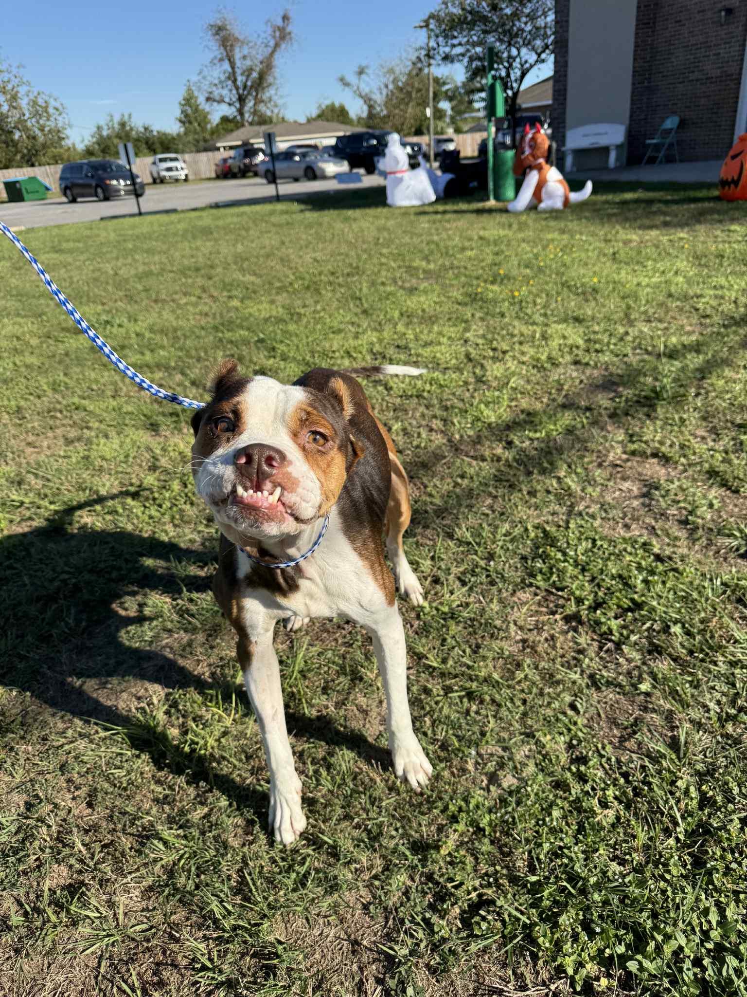 Ivy, Adoptable, Adult Female Mixed Breed.
