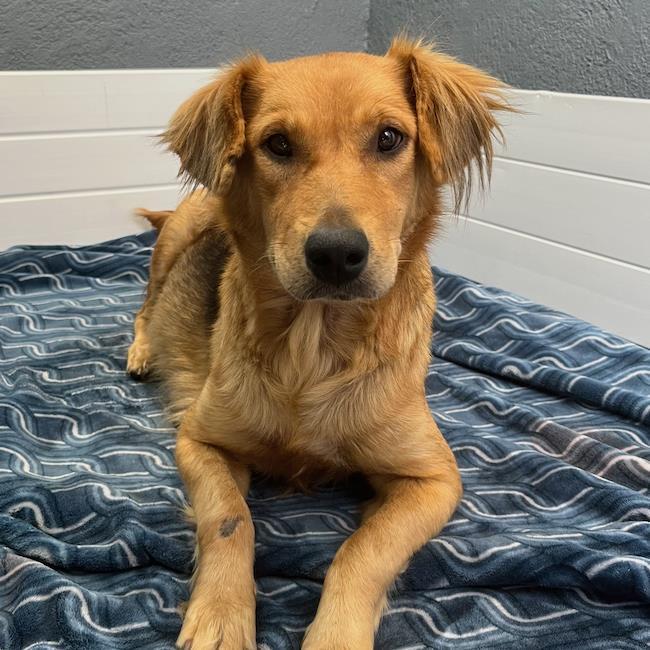 Sneaker - Adopted!, Adoptable, Adult Female Shepherd & Golden Retriever.