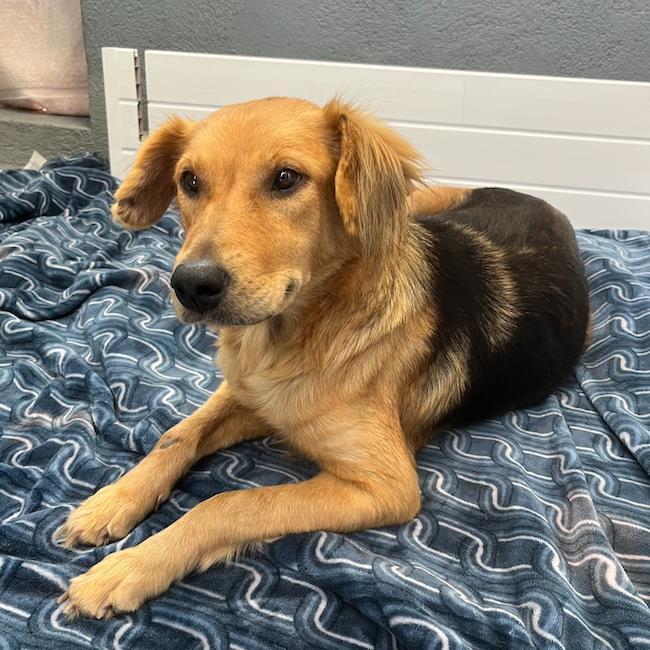Sneaker - Adopted!, a Adoptable mixed breed in San Diego, CA image 2/3
