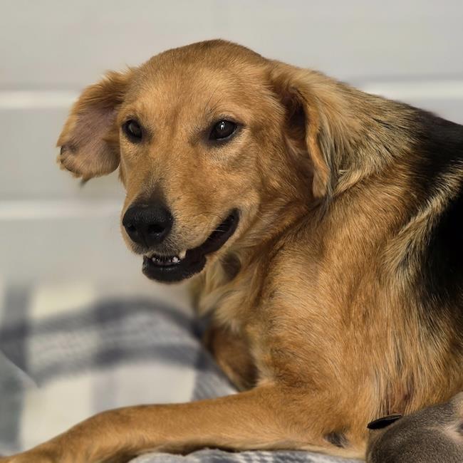 Sneaker - Adopted!, a Adoptable mixed breed in San Diego, CA image 3/3