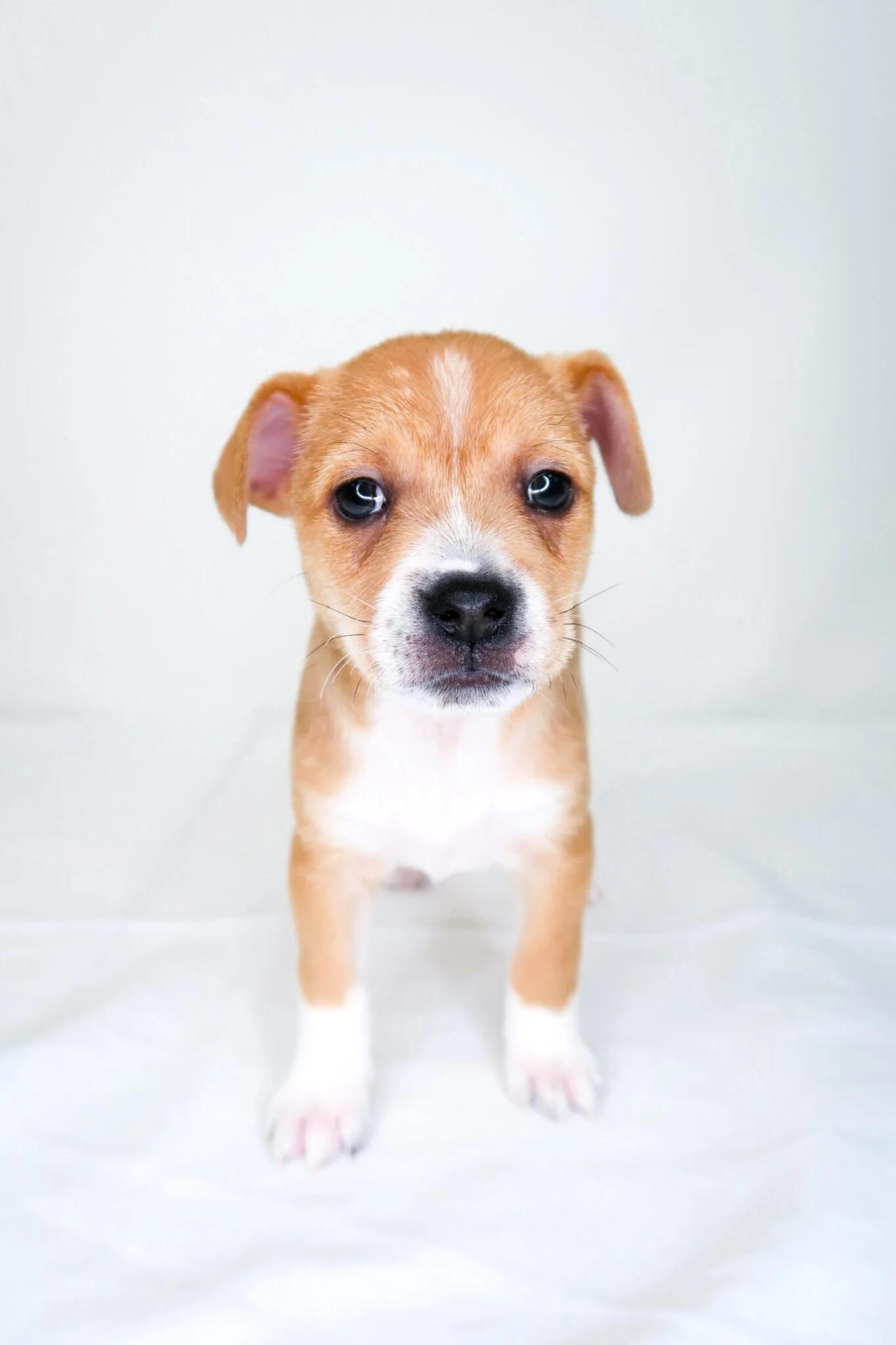 Enlarge Bumblebee, an adopted mixed breed in Bixby, OK image 3/5