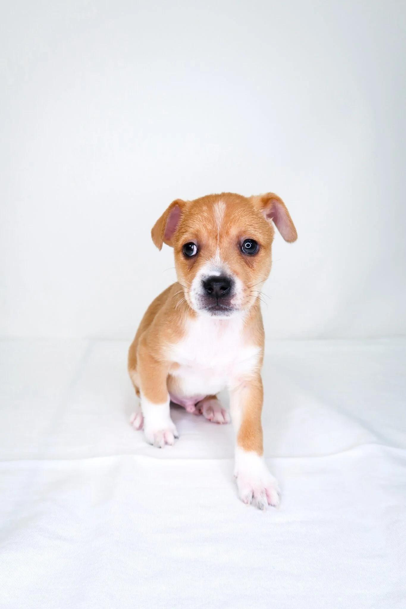 Enlarge Bumblebee, an adopted mixed breed in Bixby, OK image 4/5