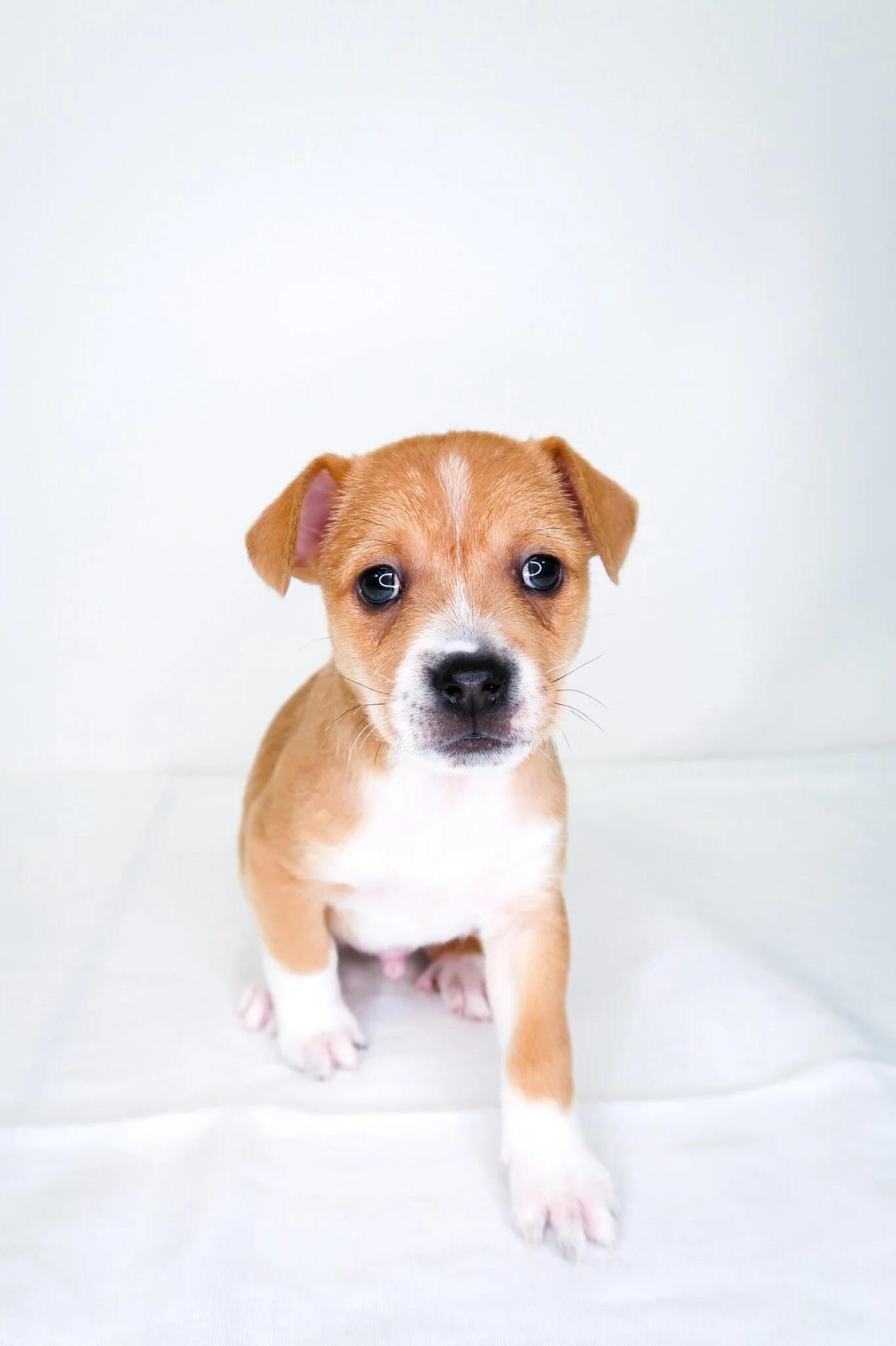 Enlarge Bumblebee, an adopted mixed breed in Bixby, OK image 2/5