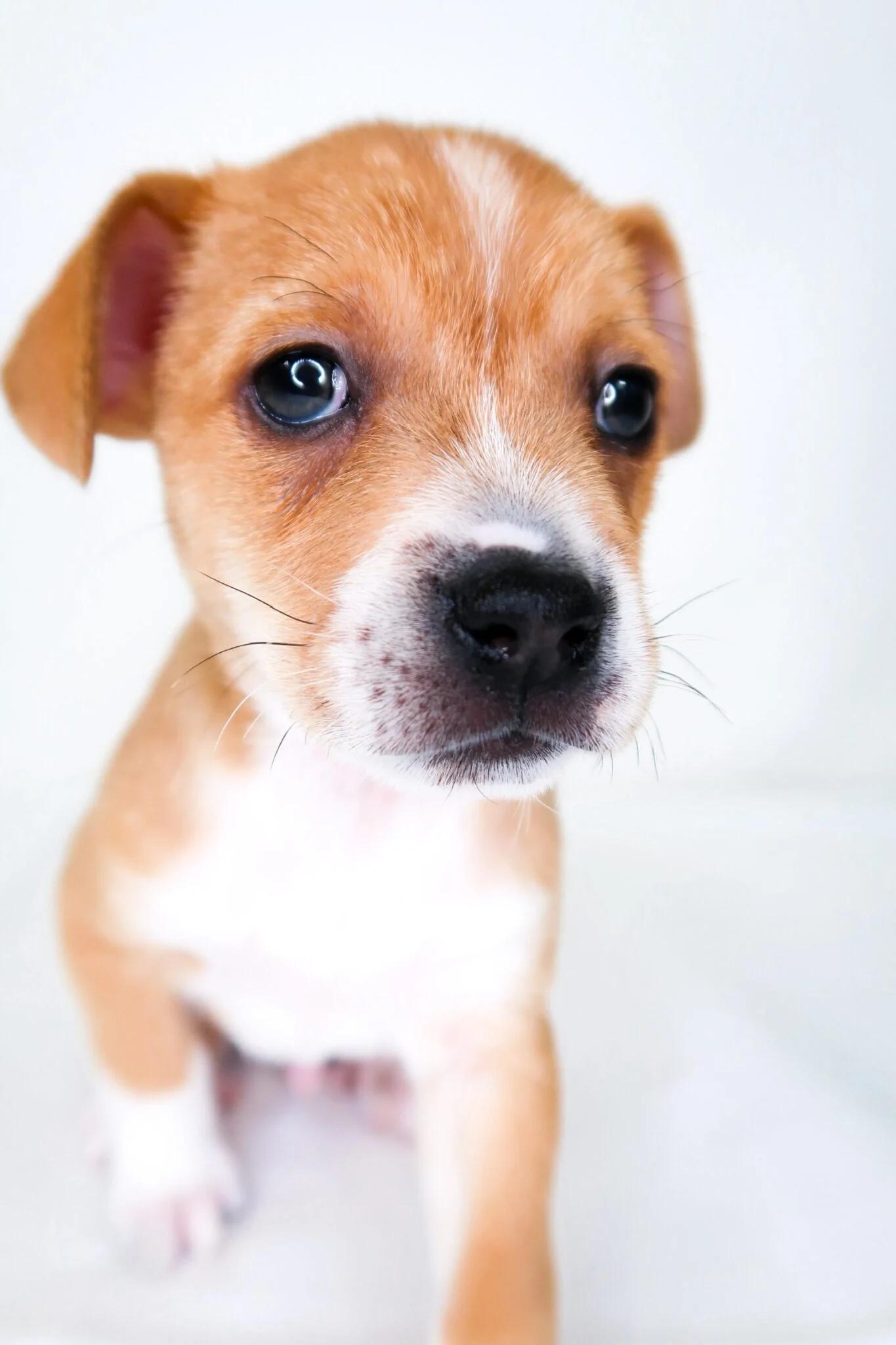 Enlarge Bumblebee, an adopted mixed breed in Bixby, OK image 5/5