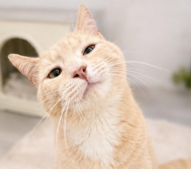 Enlarge Tollin 1 year male AVAILABLE 5/21, a Adoptable Domestic Short Hair in Sterling, MA image 1/1