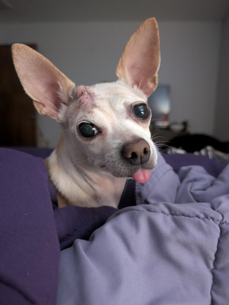 Calliope - cancer free!, Adoptable, Adult Female Chihuahua.