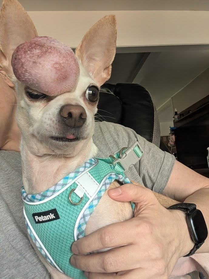 Calliope - cancer free!, a Adoptable Chihuahua in Bryan, TX image 2/6
