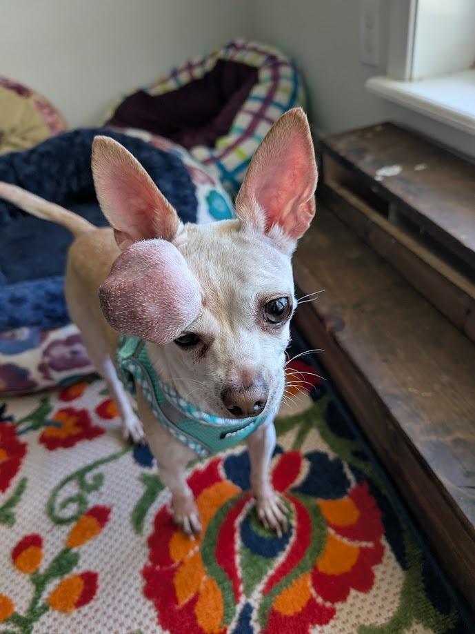 Calliope - cancer free!, a Adoptable Chihuahua in Bryan, TX image 3/6