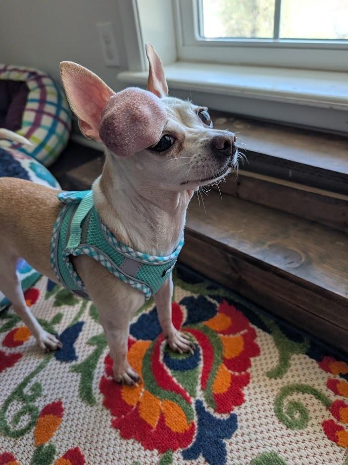 Calliope - cancer free!, a Adoptable Chihuahua in Bryan, TX image 4/6