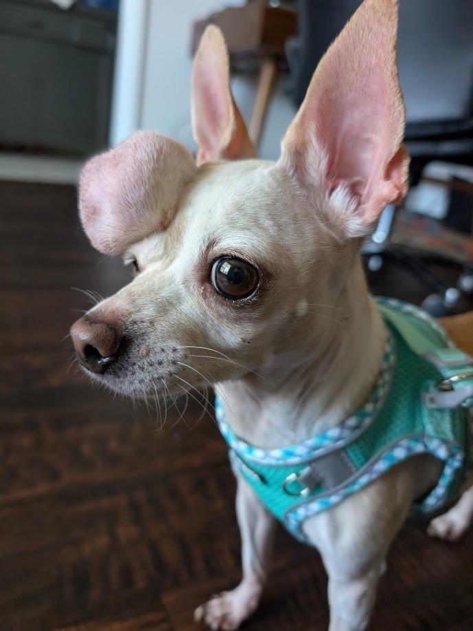 Calliope - cancer free!, a Adoptable Chihuahua in Bryan, TX image 5/6
