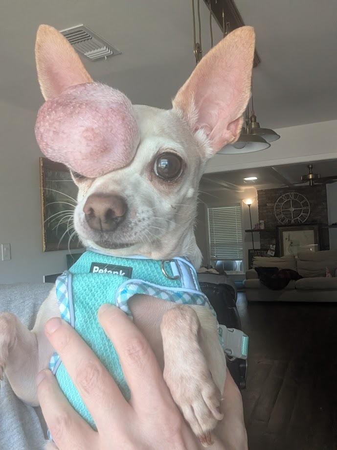 Calliope - cancer free!, a Adoptable Chihuahua in Bryan, TX image 6/6