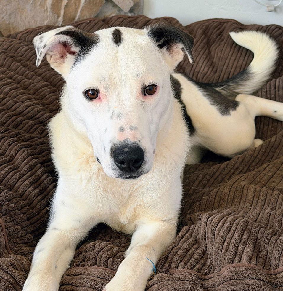 Enlarge Ily, a Adoptable mixed breed in Salt Lake City, UT image 2/3