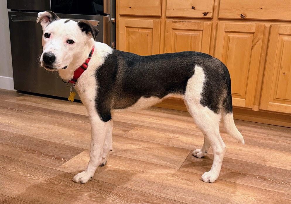 Enlarge Ily, a Adoptable mixed breed in Salt Lake City, UT image 3/3