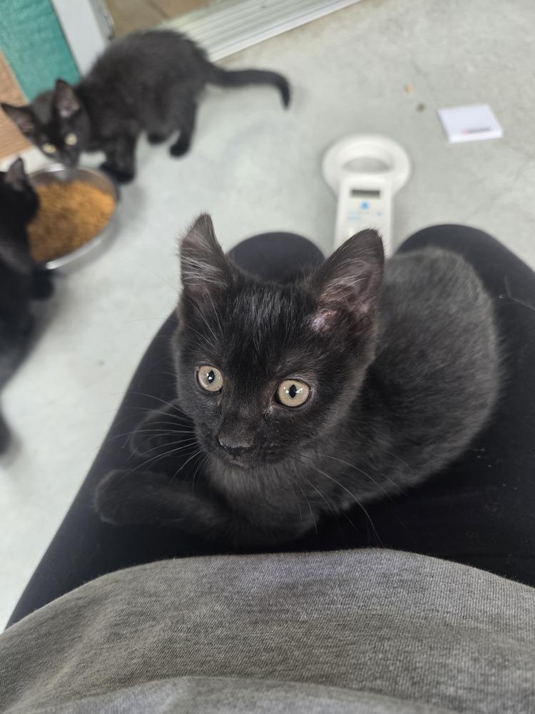 Cheese, Adoptable, Kitten Female Domestic Short Hair.