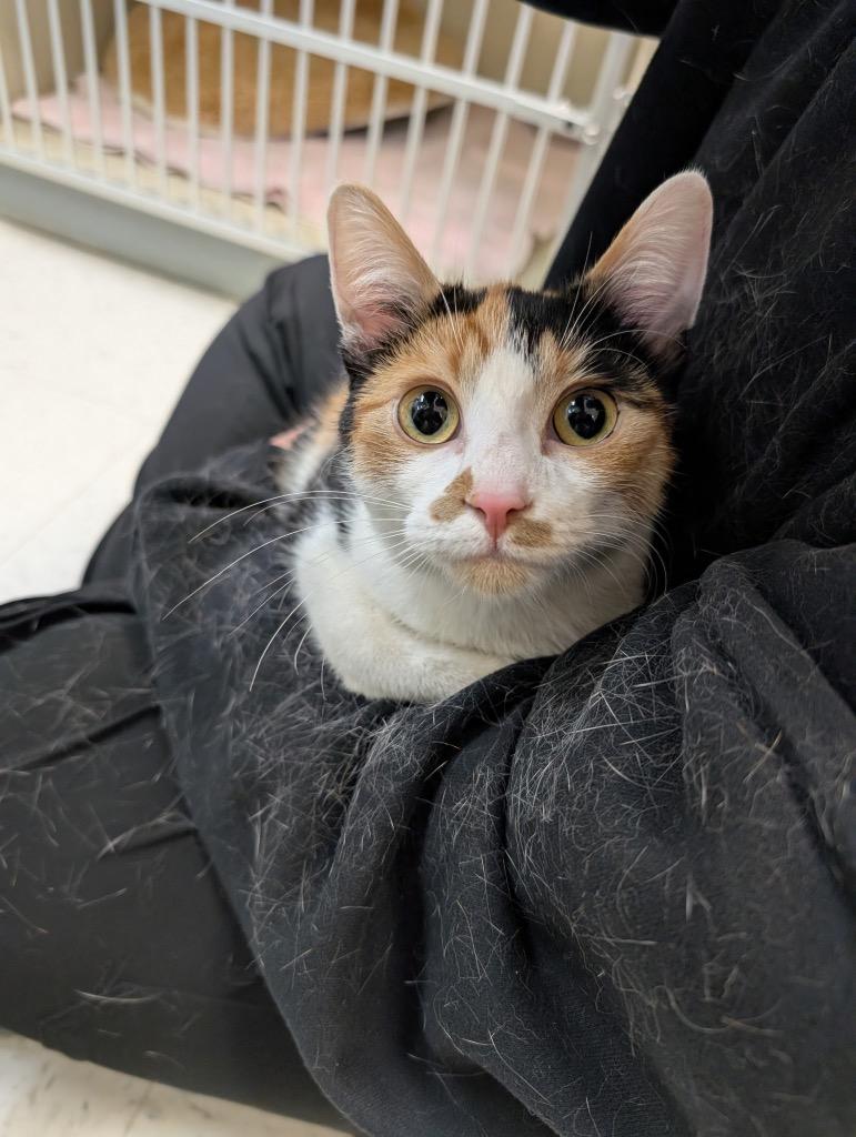 Enlarge Tumpy, a Adoptable mixed breed in Winnipeg, MB image 1/1