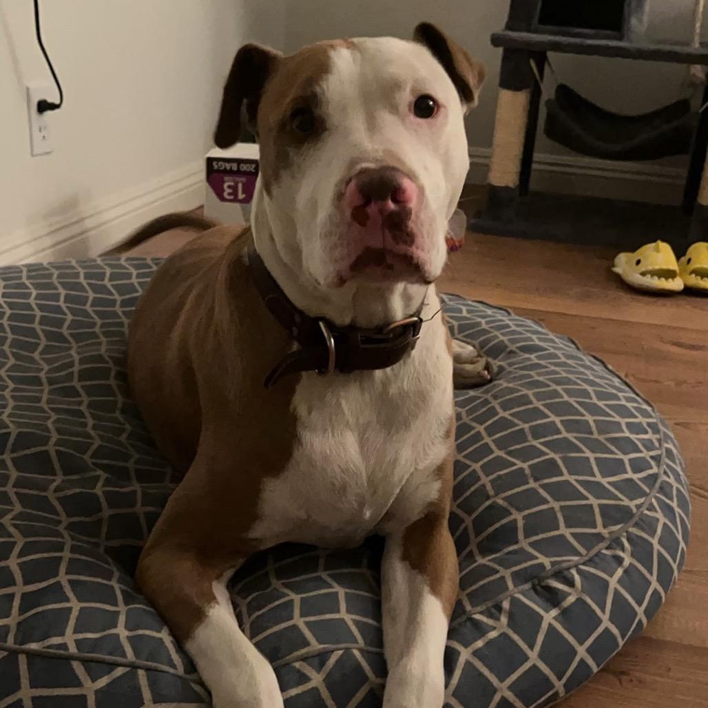 Enlarge Cody, a Adoptable mixed breed in Riverside, CA image 1/1