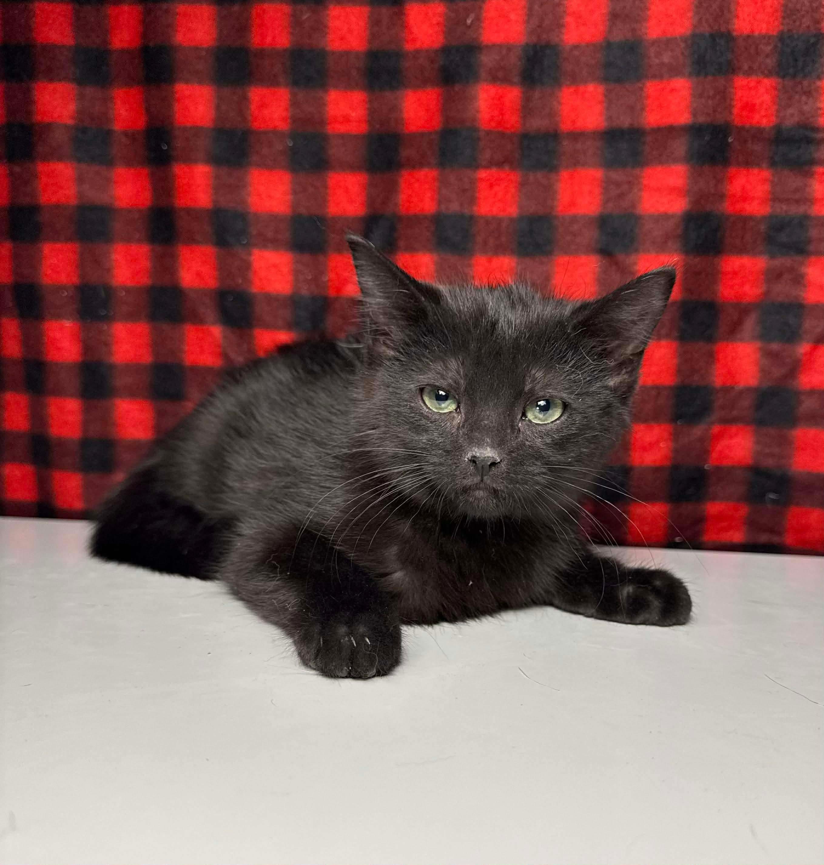 Enlarge Draco, an adopted Domestic Short Hair in Greensburg, PA image 1/6