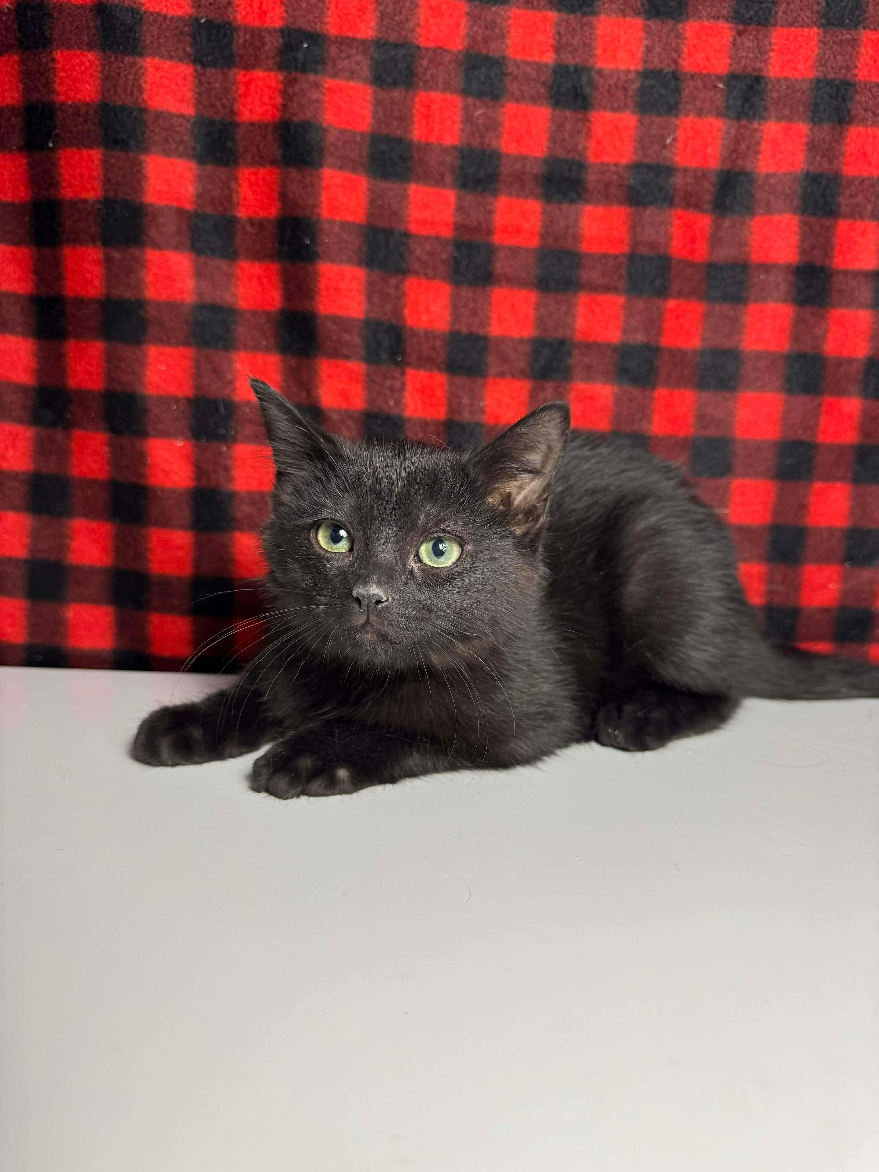 Enlarge Draco, an adopted Domestic Short Hair in Greensburg, PA image 2/6