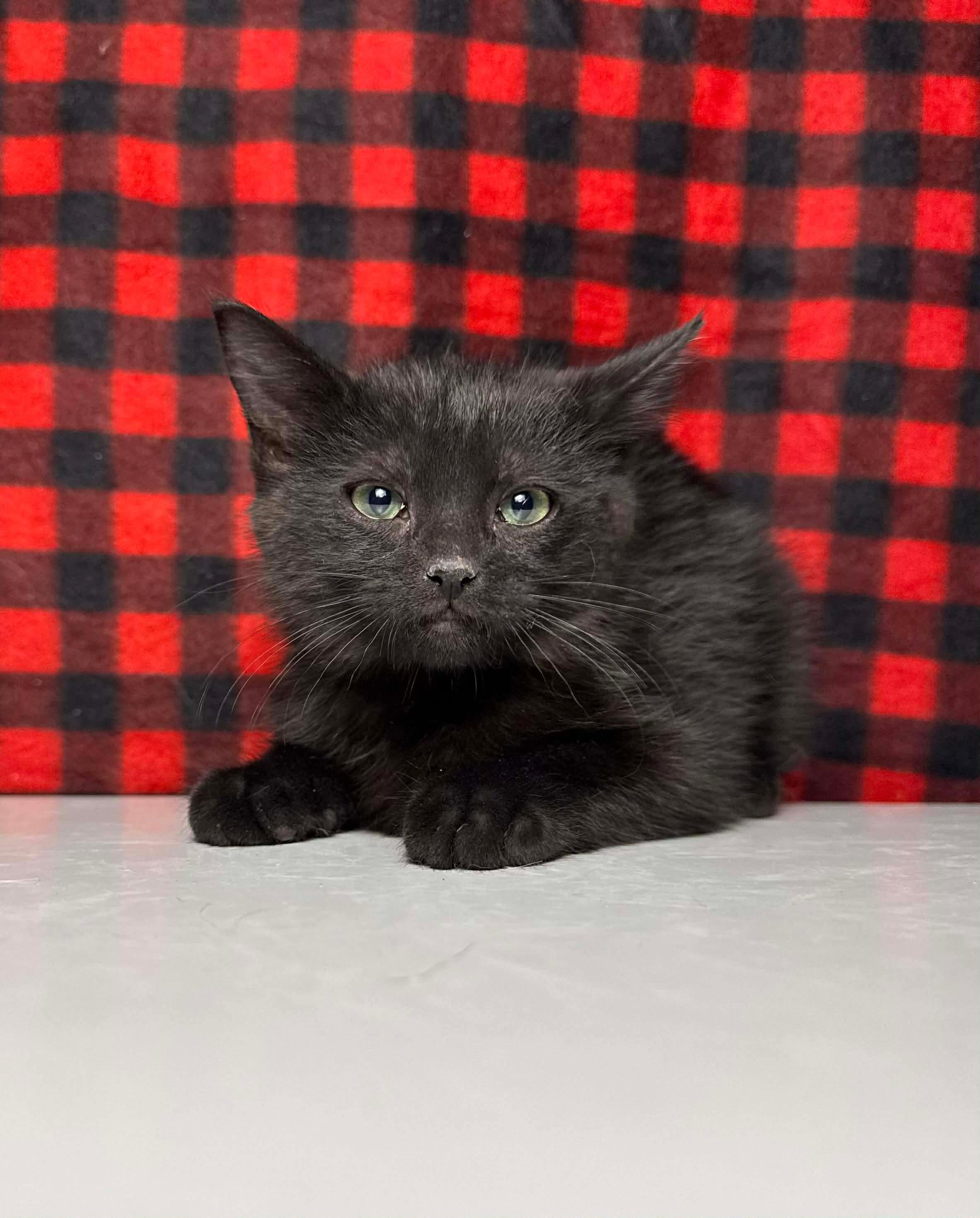 Enlarge Draco, an adopted Domestic Short Hair in Greensburg, PA image 3/6