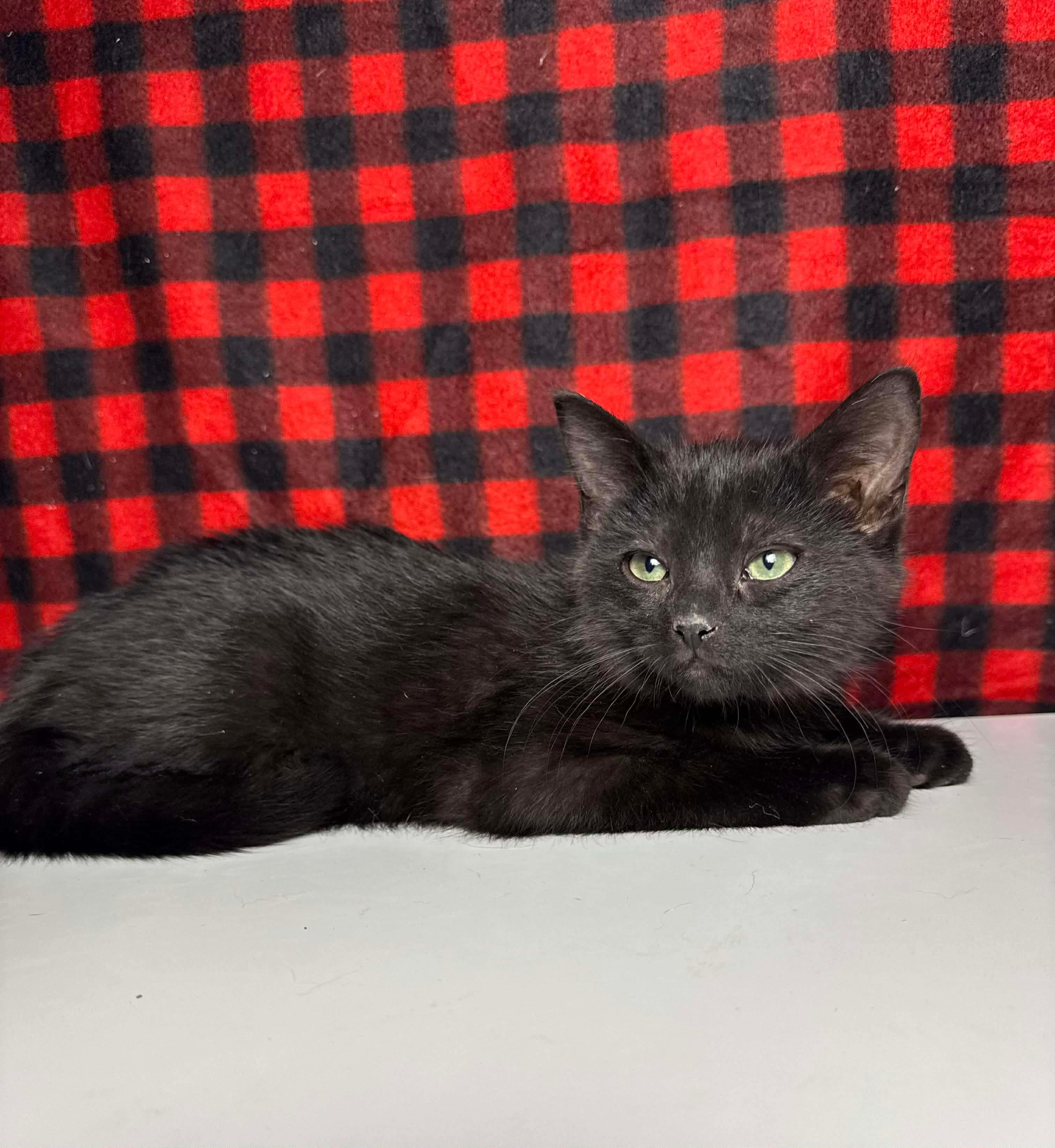 Enlarge Draco, an adopted Domestic Short Hair in Greensburg, PA image 4/6