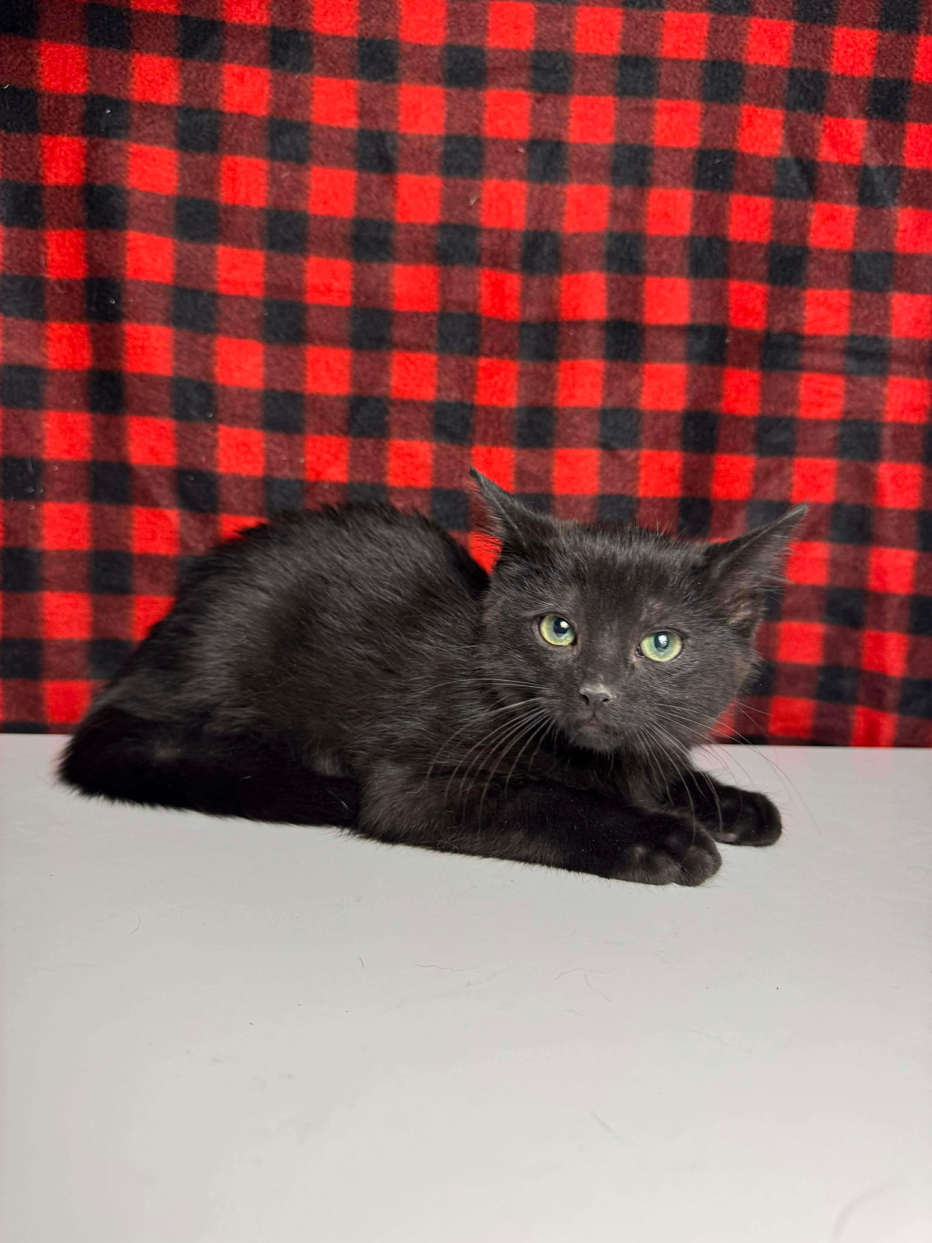 Enlarge Draco, an adopted Domestic Short Hair in Greensburg, PA image 5/6