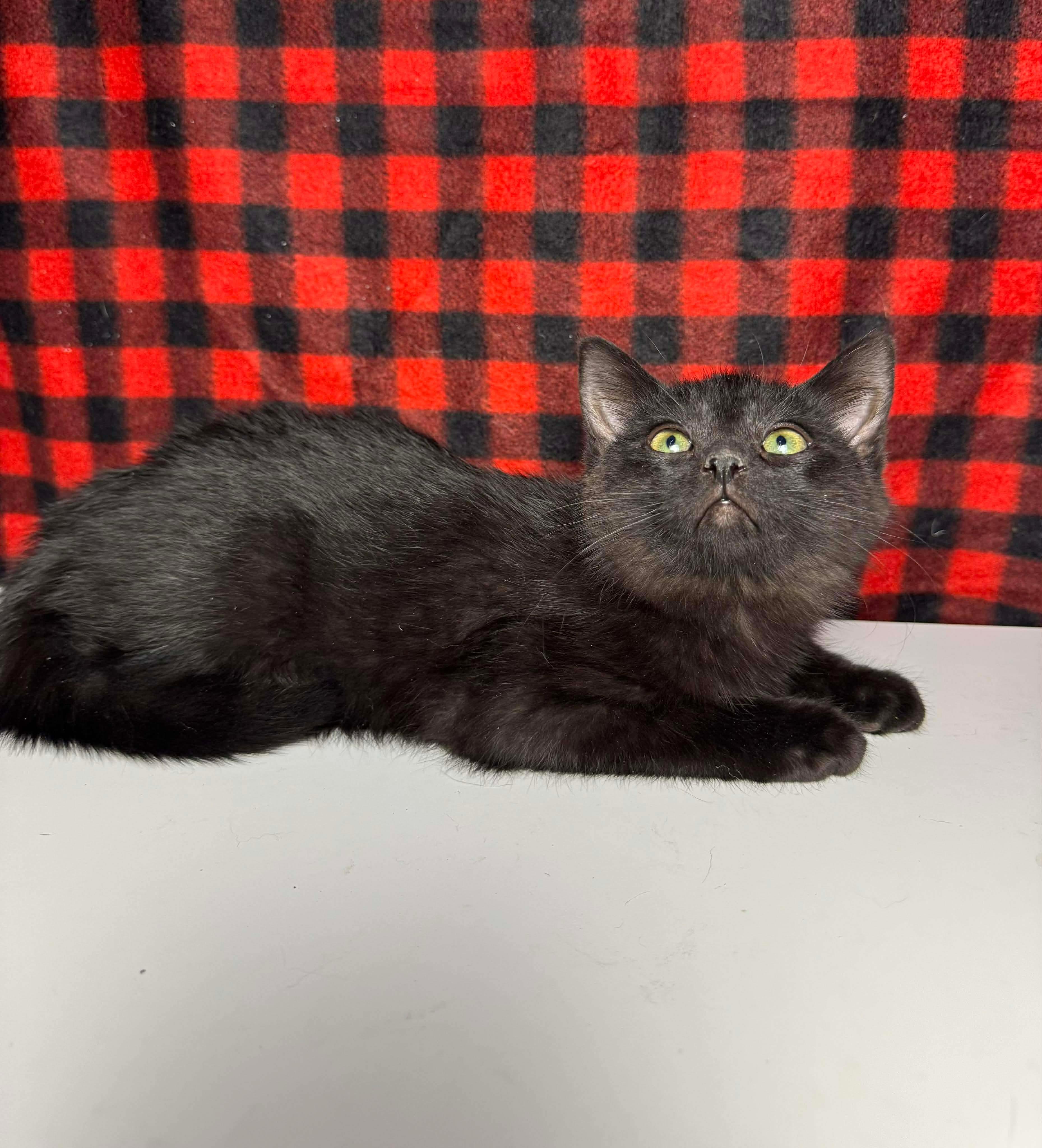Enlarge Draco, an adopted Domestic Short Hair in Greensburg, PA image 6/6