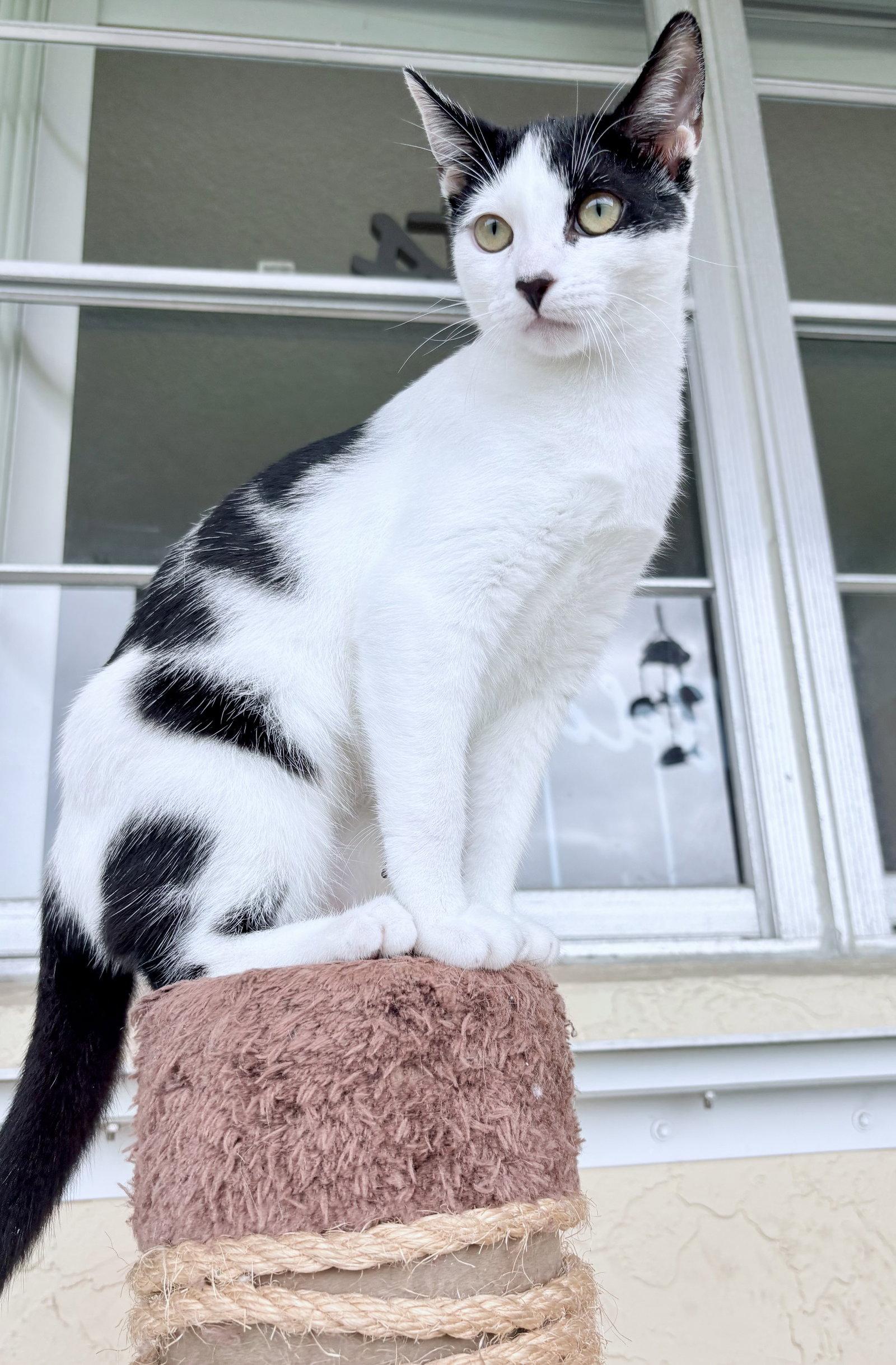 Vespera, a Adoptable Domestic Short Hair in Lighthouse Point, FL image 1/3