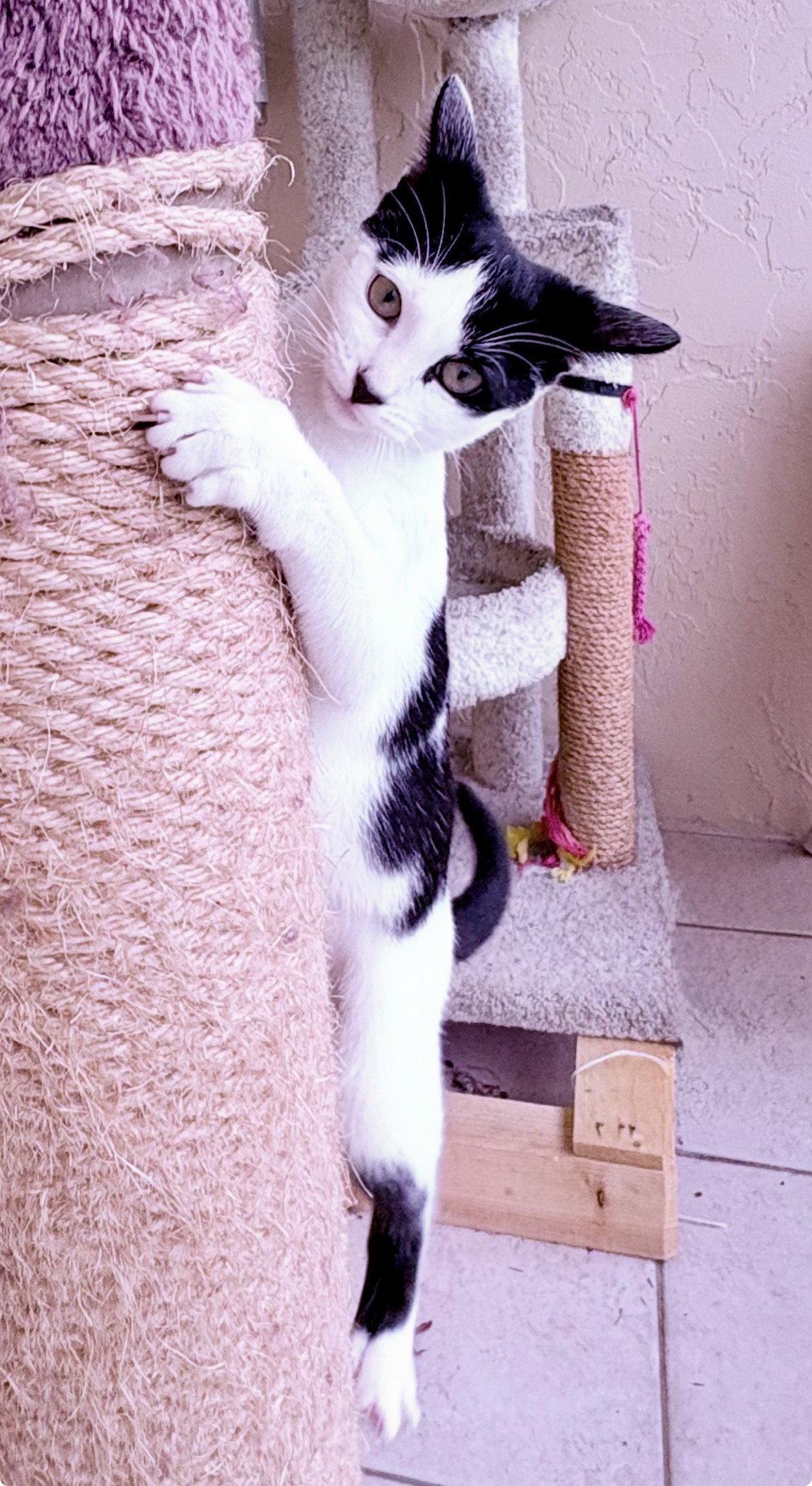 Vespera, a Adoptable Domestic Short Hair in Lighthouse Point, FL image 3/3