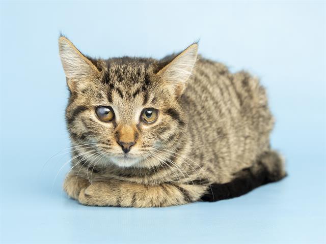 IVY, Adoptable, Kitten Female Domestic Short Hair.