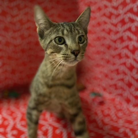 Enlarge Elmo, a Adoptable Domestic Short Hair in Chehalis, WA image 1/2