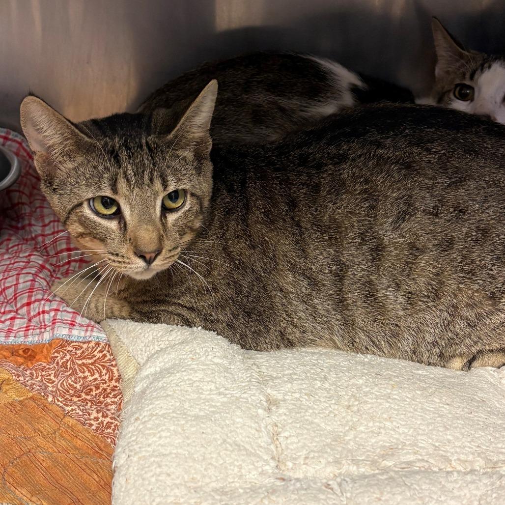 Enlarge Elmo, a Adoptable Domestic Short Hair in Chehalis, WA image 2/2