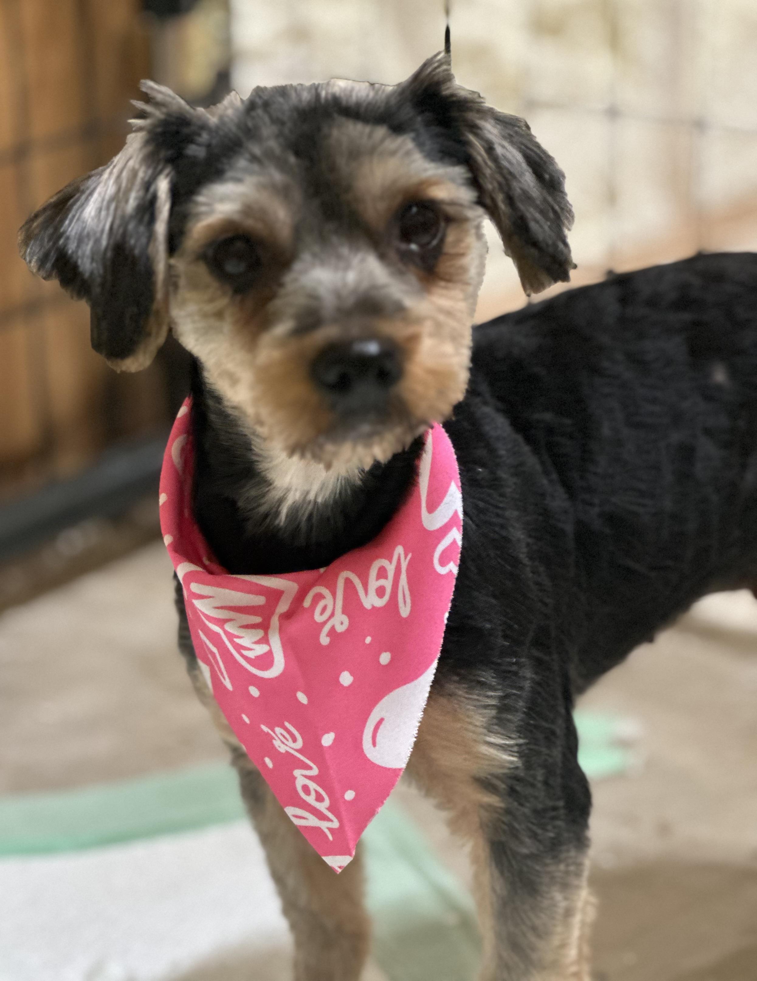 Pixie, adopted, Adult Female Yorkshire Terrier.