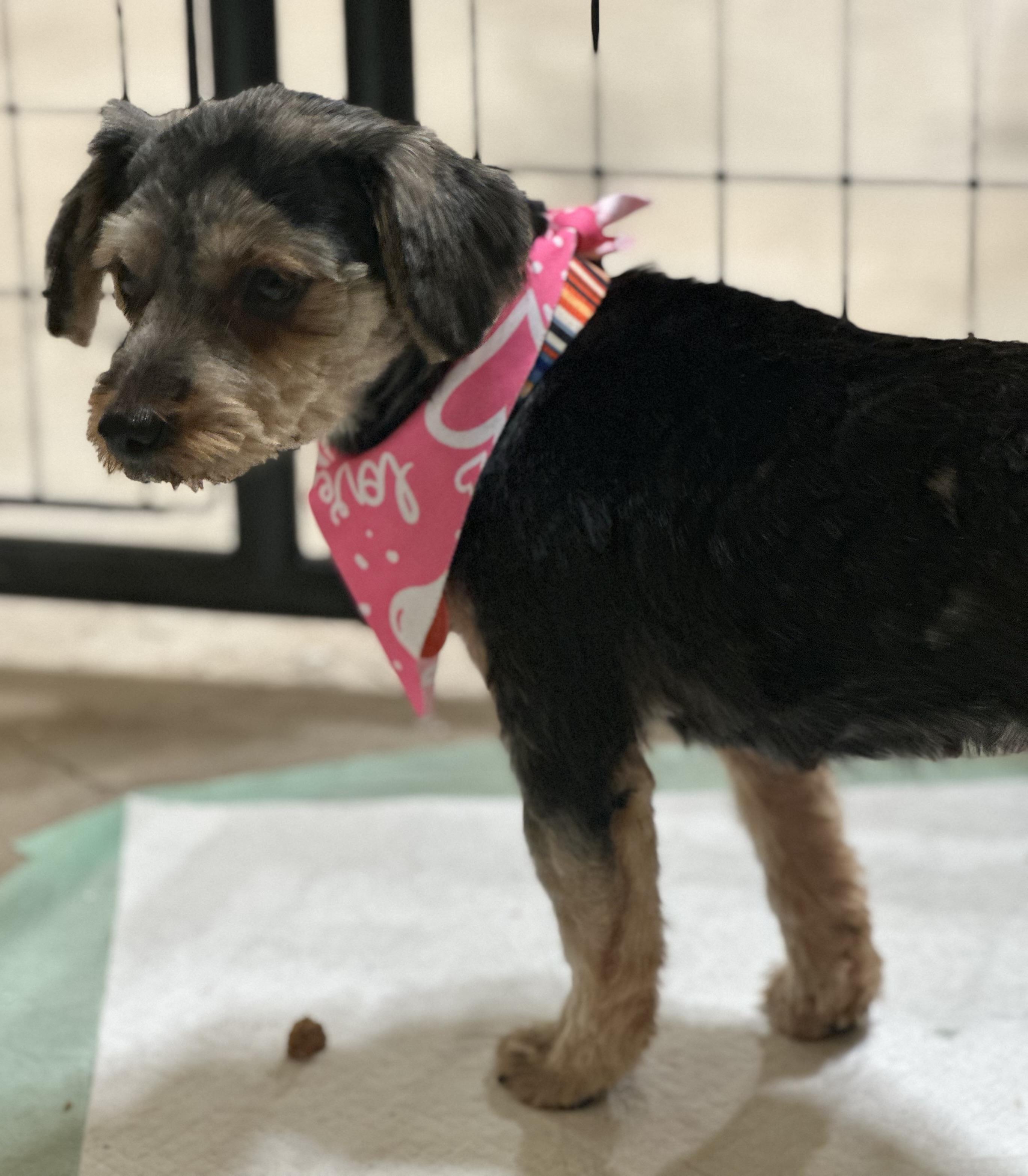 Enlarge Pixie, an adopted mixed breed in San Saba, TX image 2/3