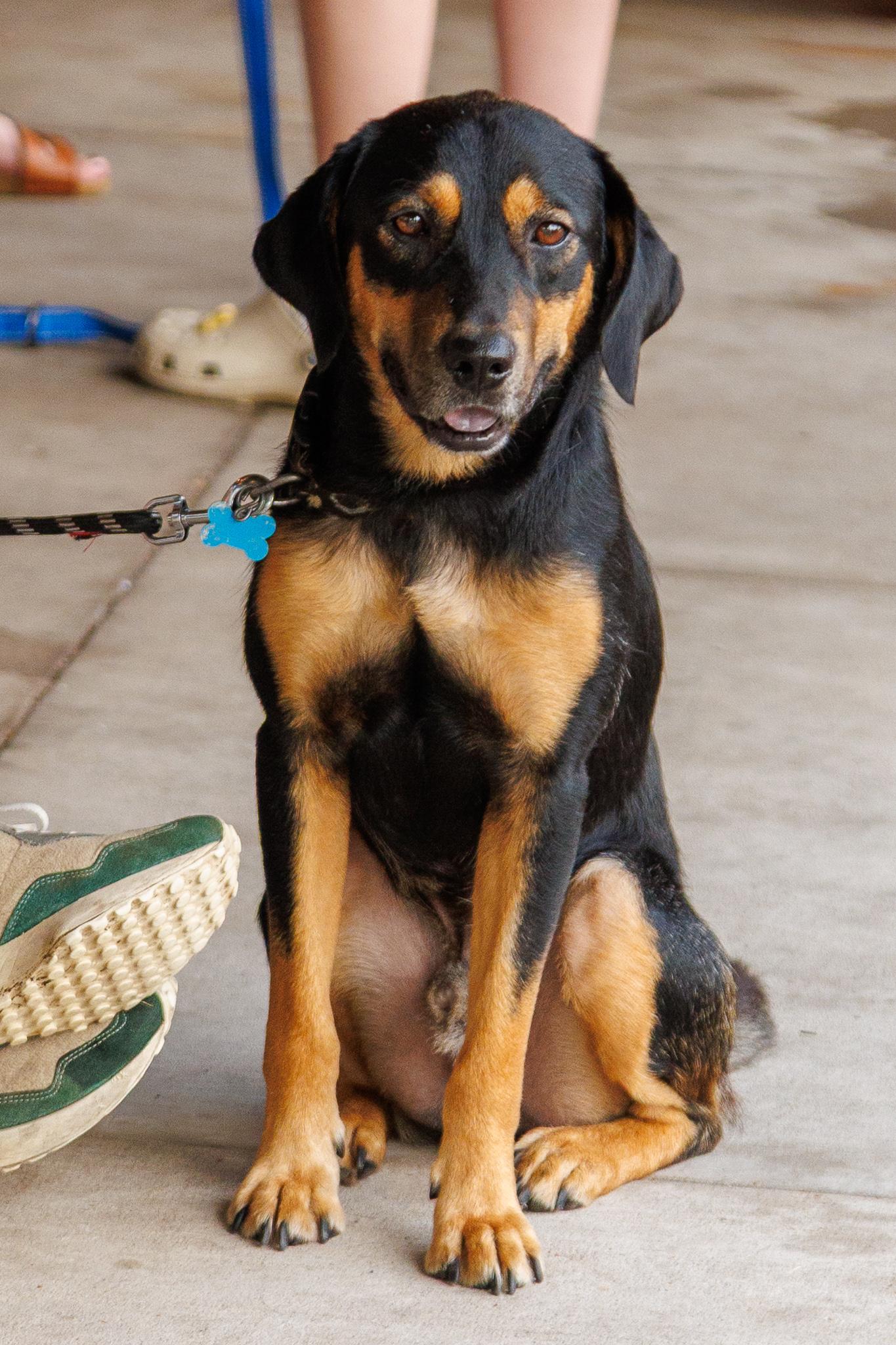 Roscoe, a Adoptable mixed breed in Minneapolis, MN image 3/6