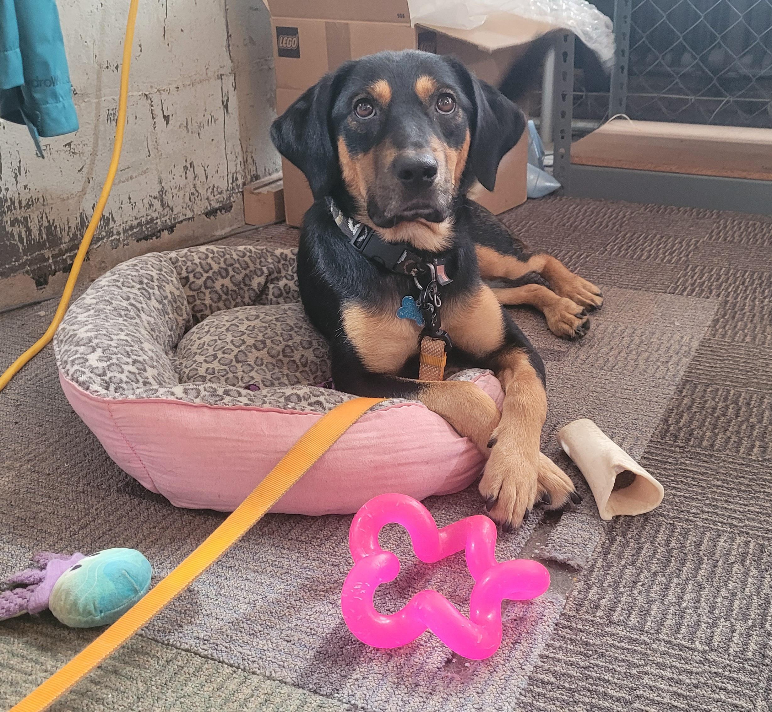 Roscoe, a Adoptable mixed breed in Minneapolis, MN image 5/6