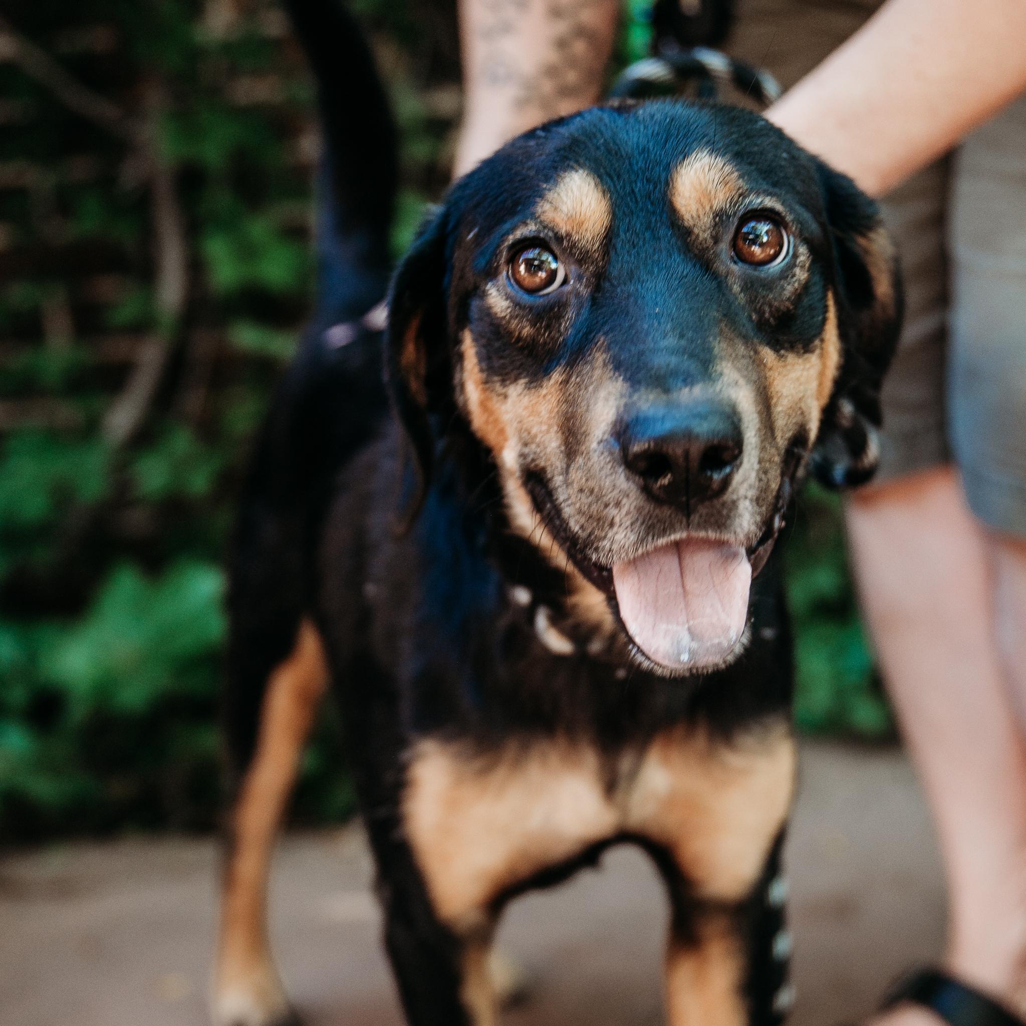 Roscoe, a Adoptable mixed breed in Minneapolis, MN image 4/6