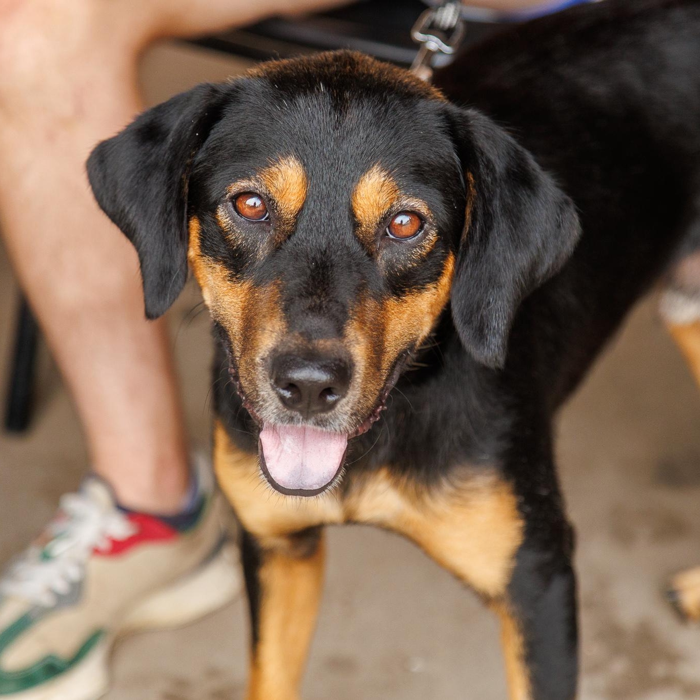 Roscoe, a Adoptable mixed breed in Minneapolis, MN image 2/6