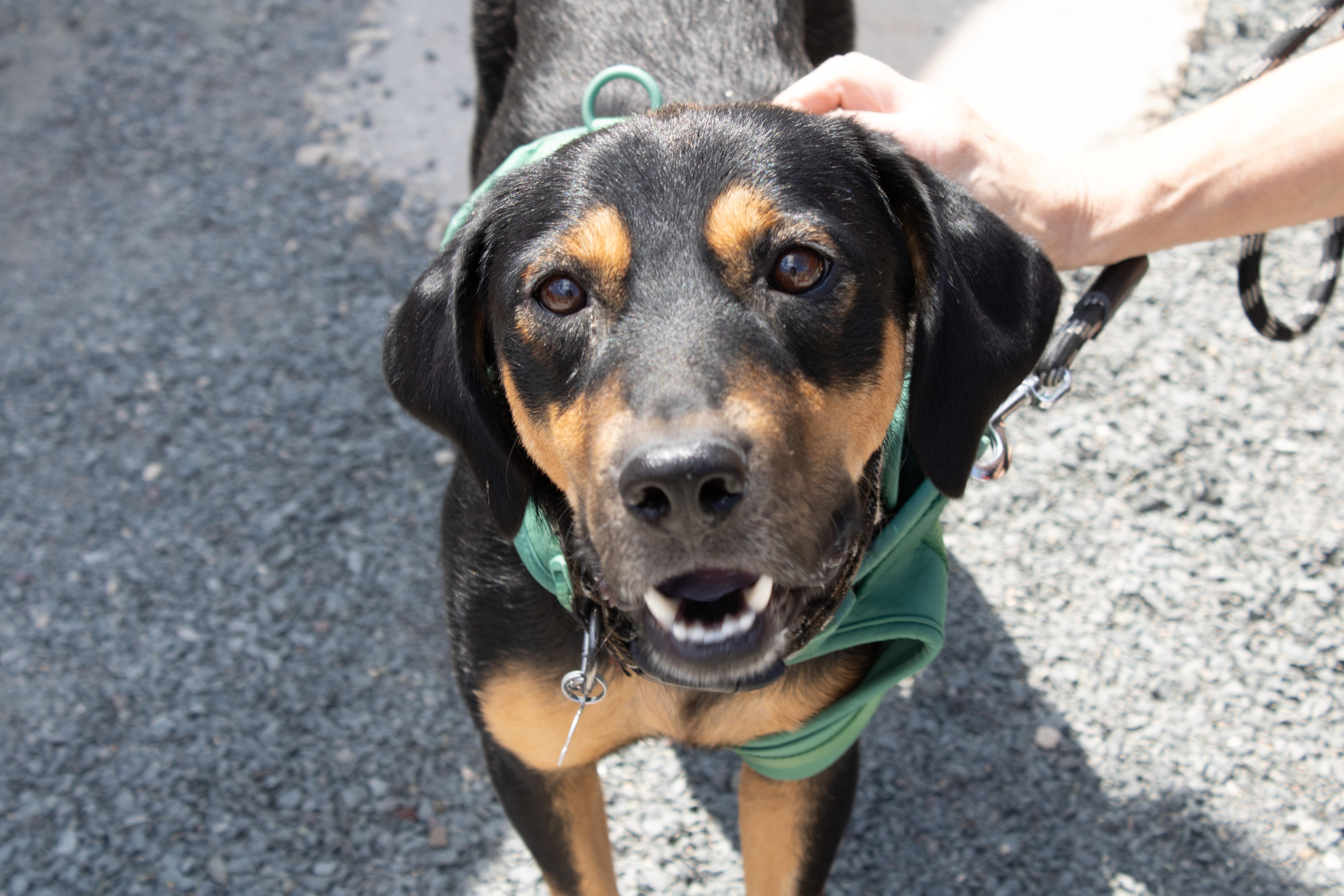 Roscoe, Adoptable, Young Male Retriever & Shepherd.