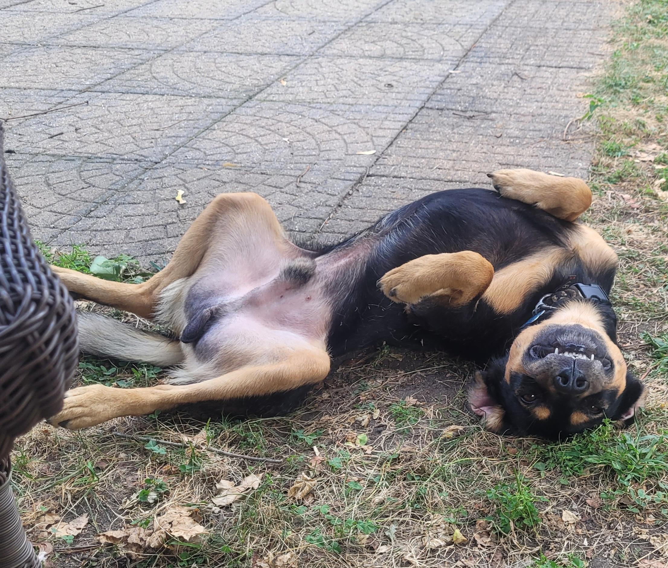 Roscoe, a Adoptable mixed breed in Minneapolis, MN image 6/6