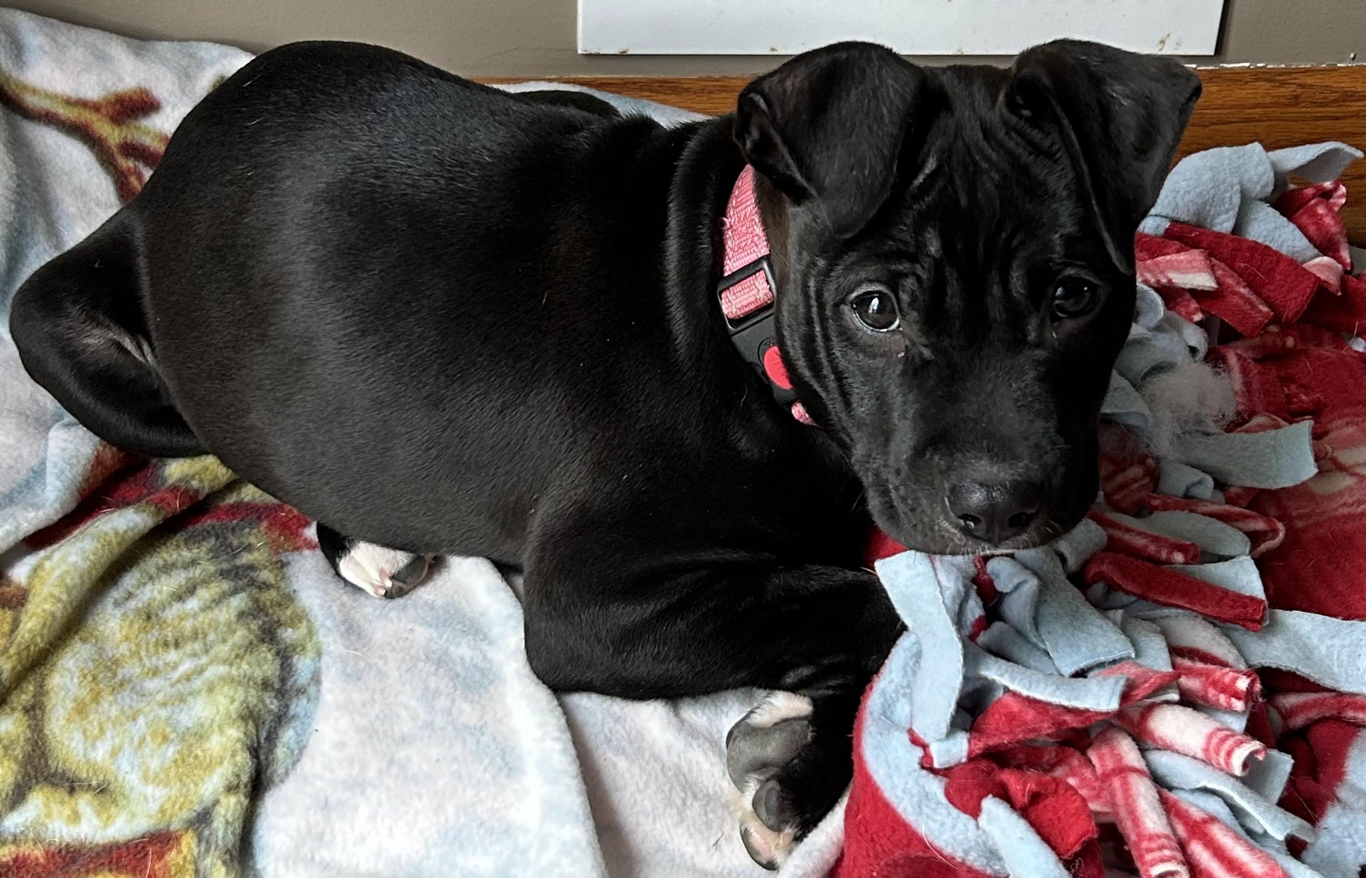 Enlarge Bubbles, a Adopted mixed breed in Troy, MI image 1/6