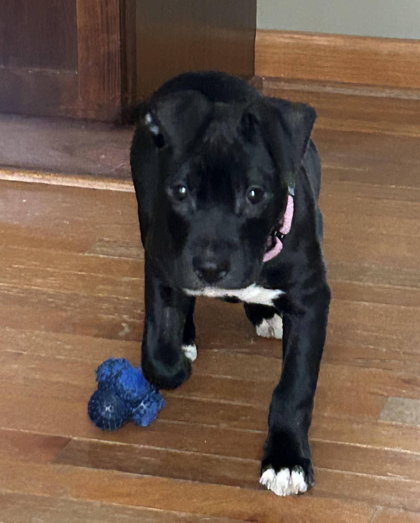 Enlarge Bubbles, a Adopted mixed breed in Troy, MI image 2/6