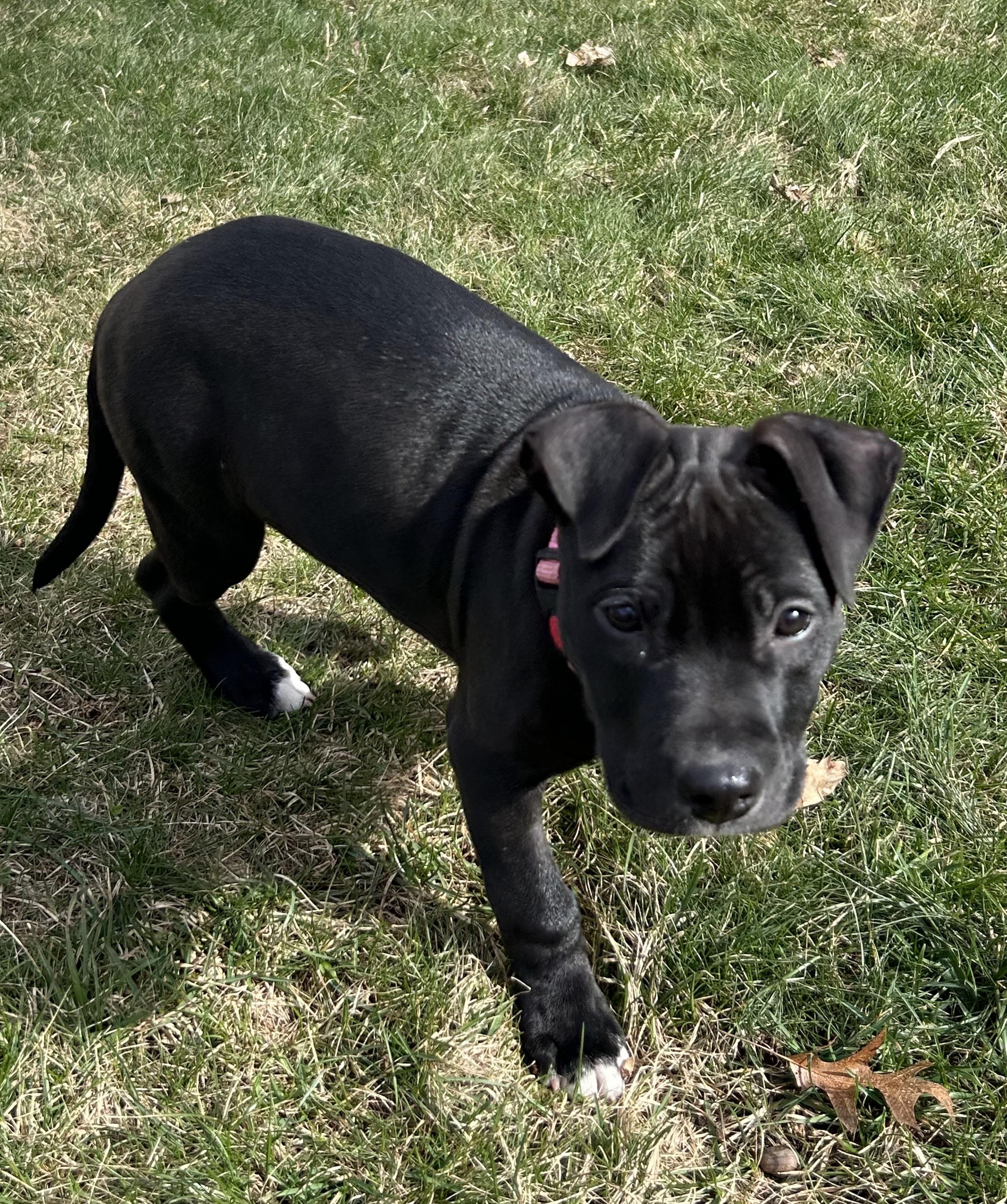 Enlarge Bubbles, a Adopted mixed breed in Troy, MI image 3/6