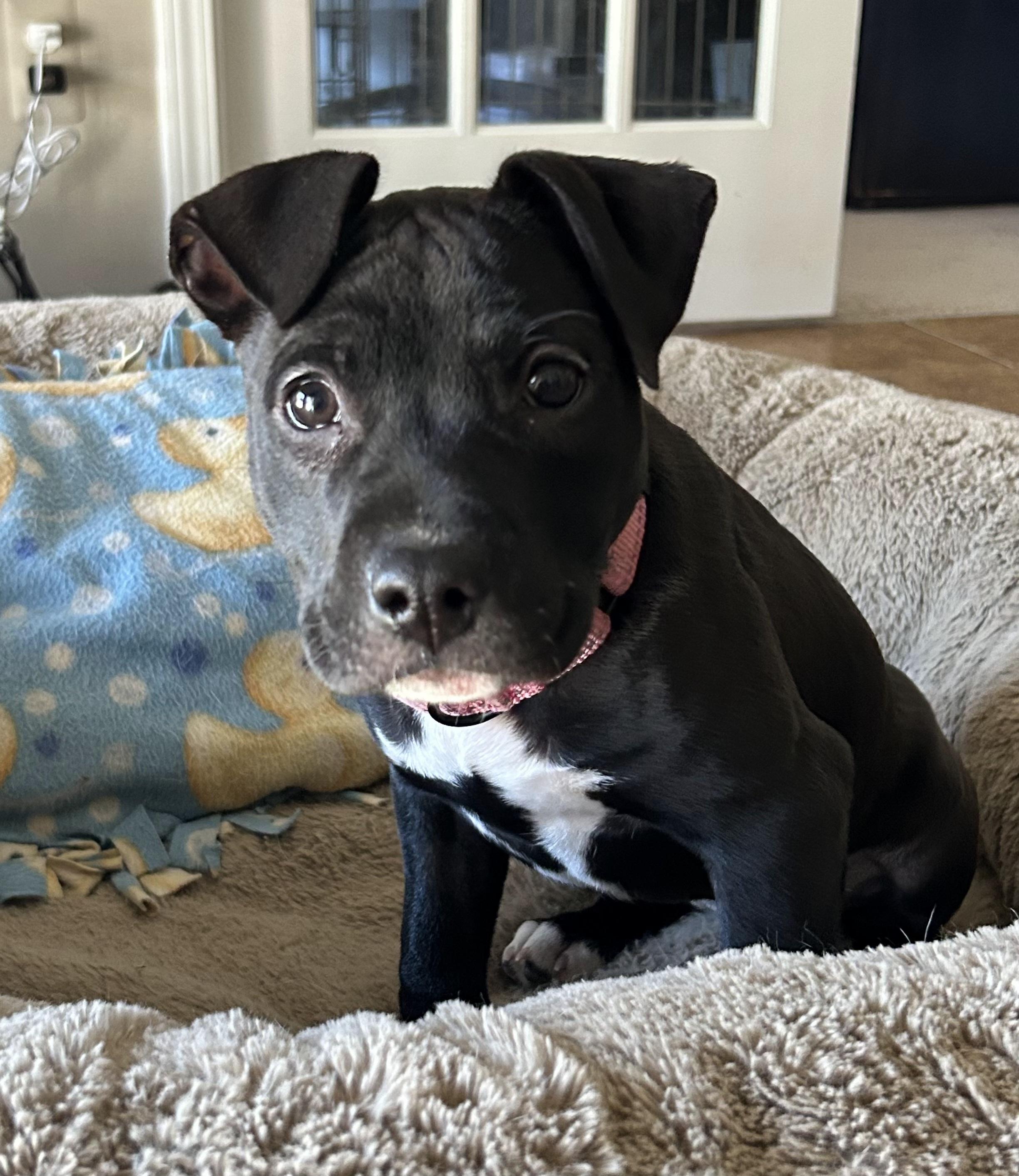 Enlarge Bubbles, a Adopted mixed breed in Troy, MI image 5/6