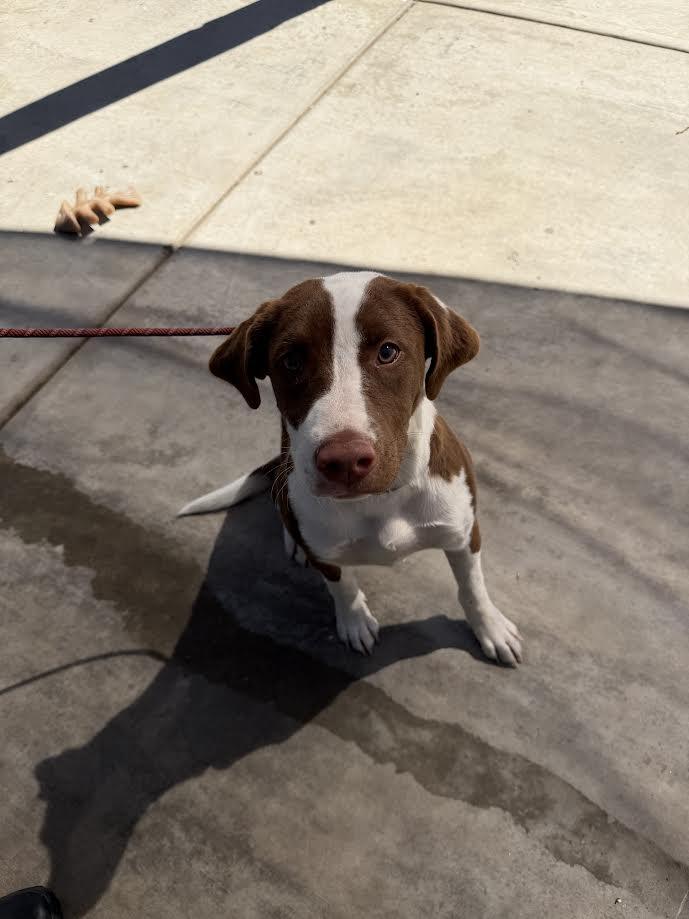 Enlarge Coco, an adopted mixed breed in Oakdale, CA image 1/1